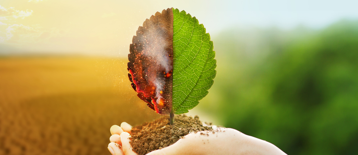 L'impact environnemental